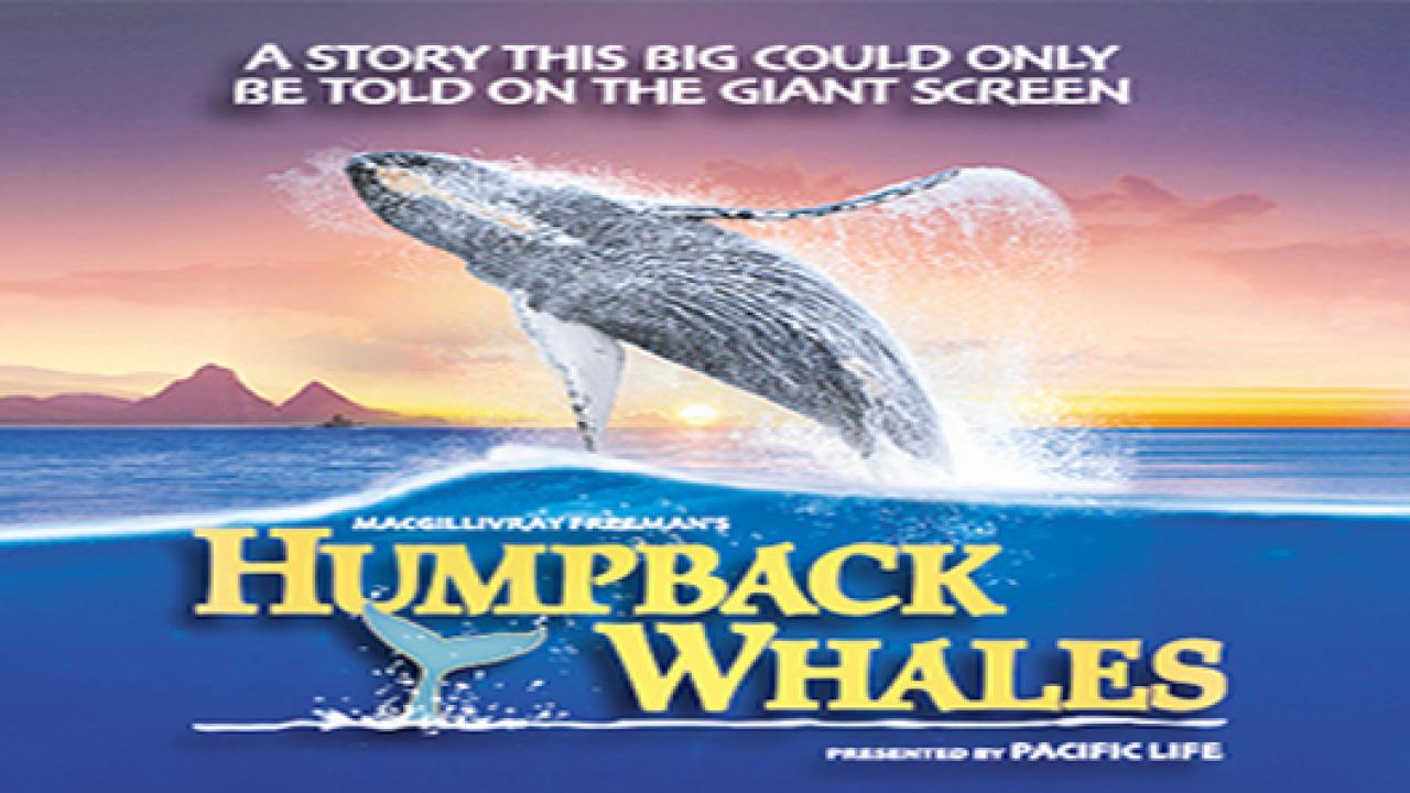 فيلم Humpback Whales 2015 مترجم كامل اون لاين